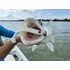 Kép 5/5 - Just Fish Baits Kitara SR Just White 3D szemmel 14cm 